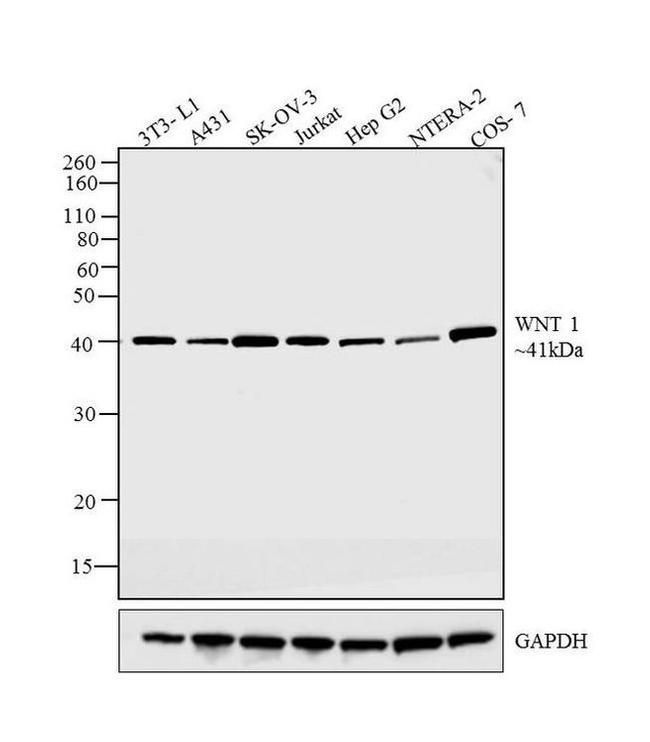 WNT1 Antibody in Western Blot (WB)