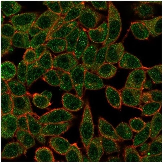 IRF3 Antibody in Immunocytochemistry (ICC/IF)