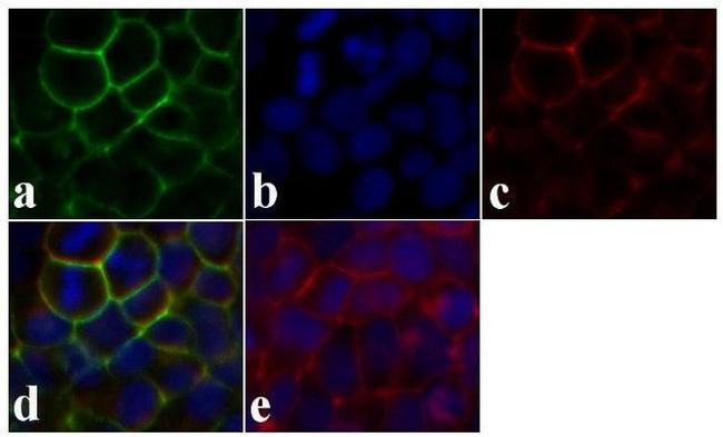 Syndecan 2 Antibody in Immunocytochemistry (ICC/IF)