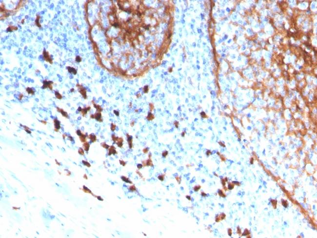 CD11b/MAC-1 (Microglial Marker) Antibody in Immunohistochemistry (Paraffin) (IHC (P))