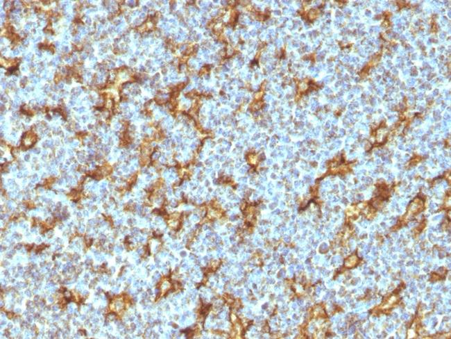 CD11c (Dendritic Cell Marker) Antibody in Immunohistochemistry (Paraffin) (IHC (P))