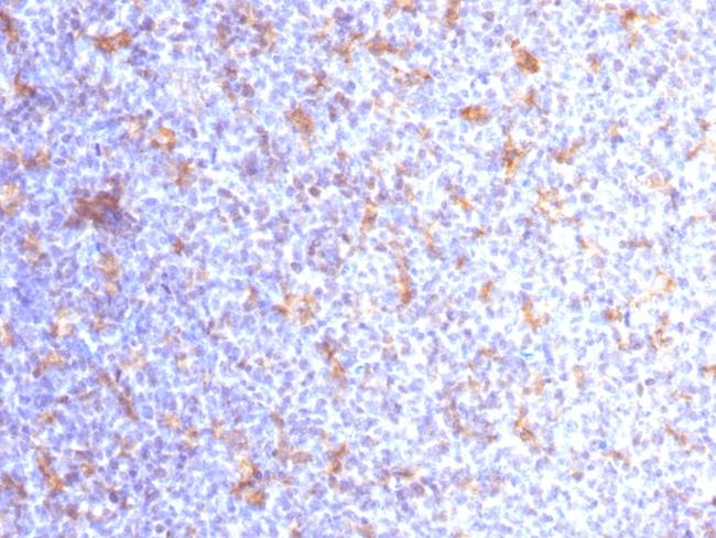 CD11c (Dendritic Cell Marker) Antibody in Immunohistochemistry (Paraffin) (IHC (P))