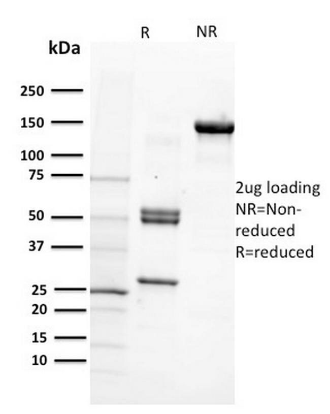 CD29 (Stem Cell Marker) Antibody in SDS-PAGE (SDS-PAGE)