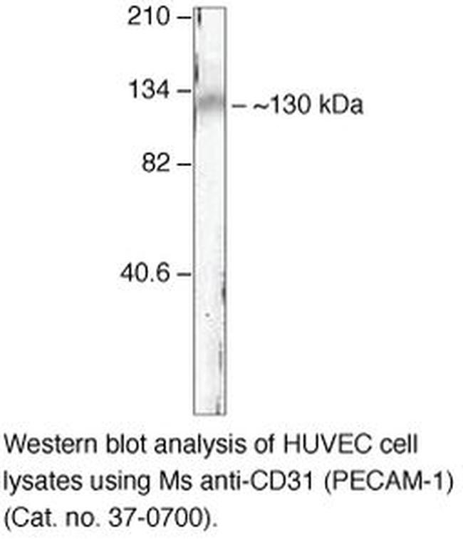 CD31 Antibody in Western Blot (WB)