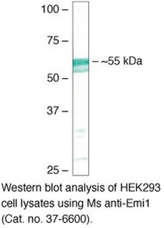 FBXO5 Antibody in Western Blot (WB)