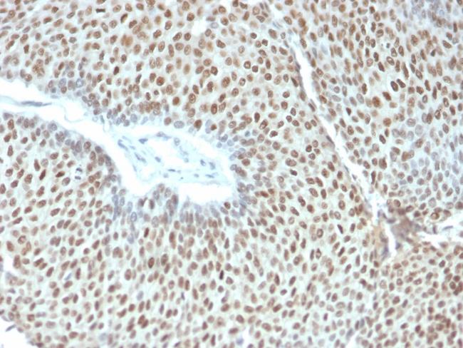 Phospho-c-Jun (Thr91, Thr93) Antibody in Immunohistochemistry (Paraffin) (IHC (P))