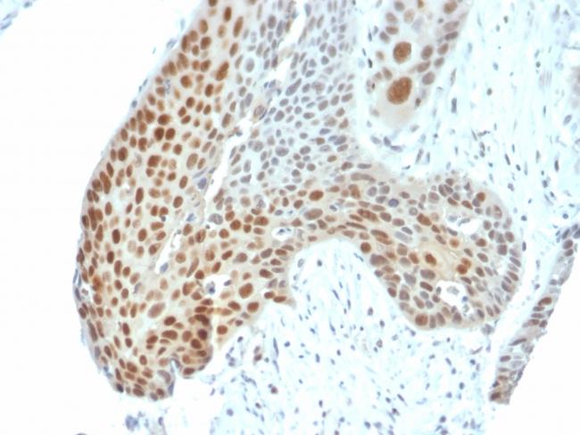 Phospho-c-Jun (Thr91, Thr93) Antibody in Immunohistochemistry (Paraffin) (IHC (P))