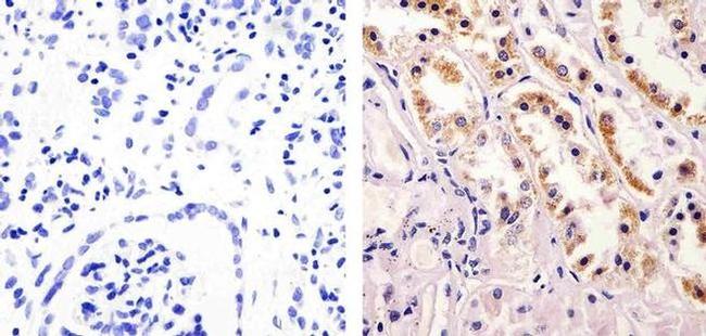 nNOS Antibody in Immunohistochemistry (Paraffin) (IHC (P))