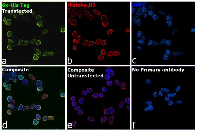 6x-His Tag Antibody in Immunocytochemistry (ICC/IF)