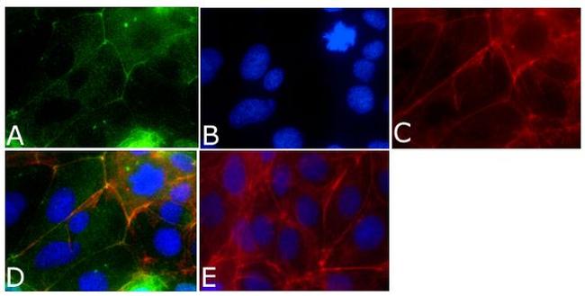 ZO-2 Antibody in Immunocytochemistry (ICC/IF)