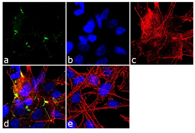 Claudin 7 Antibody in Immunocytochemistry (ICC/IF)