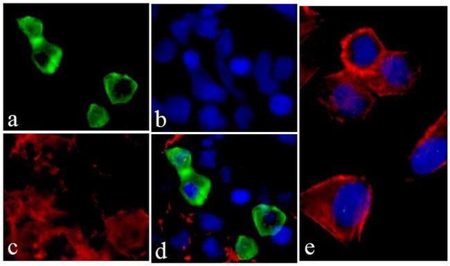 V5 Tag Antibody in Immunocytochemistry (ICC/IF)