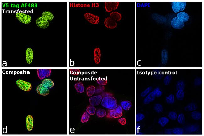 V5 Tag Antibody in Immunocytochemistry (ICC/IF)