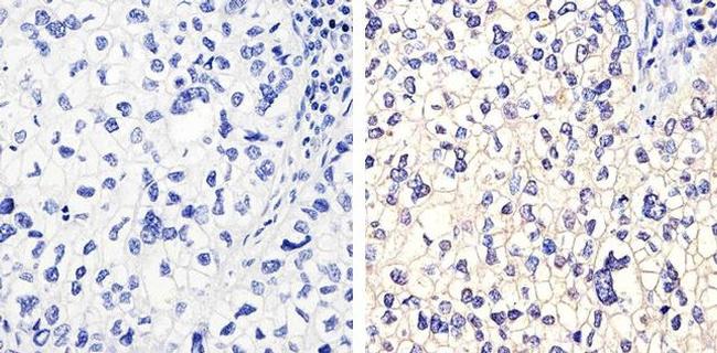 Connexin 40 Antibody in Immunohistochemistry (Paraffin) (IHC (P))