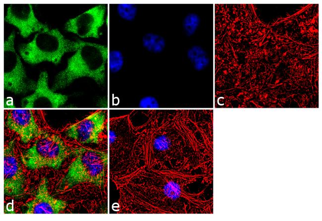 HSP90 beta Antibody in Immunocytochemistry (ICC/IF)