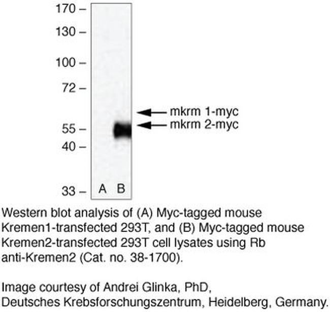 KREMEN2 Antibody in Western Blot (WB)