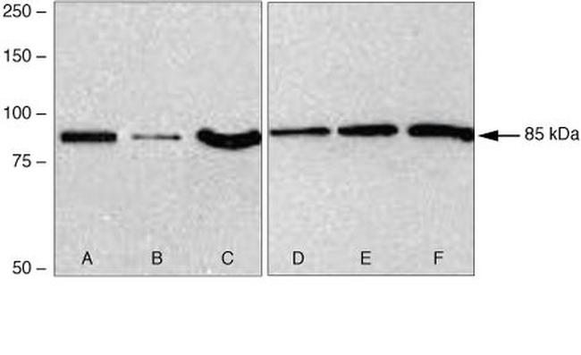 Frizzled-2 Antibody in Western Blot (WB)