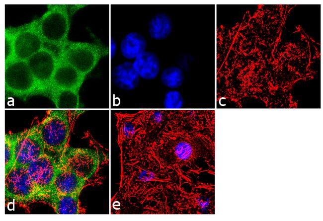 PKC zeta Antibody in Immunocytochemistry (ICC/IF)