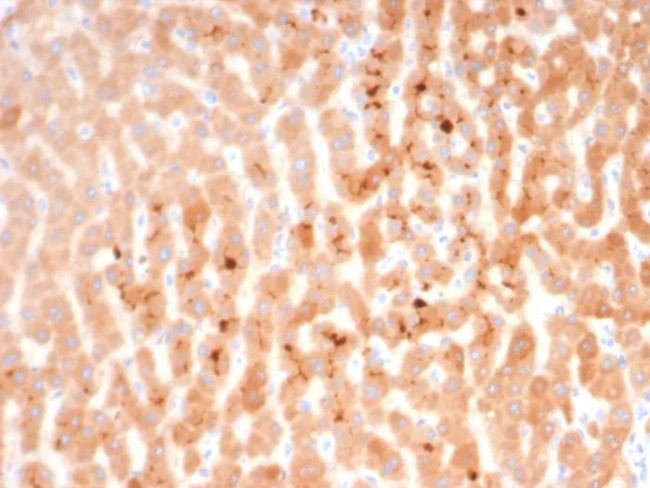 KNG1/Kininogen 1 (KNG1-Heavy chain) Antibody in Immunohistochemistry (Paraffin) (IHC (P))