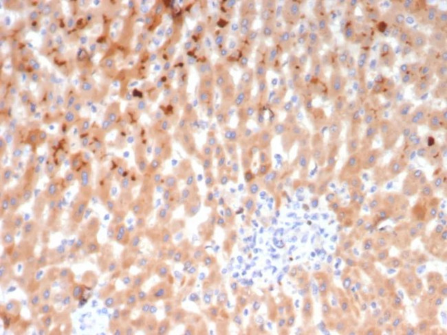 KNG1/Kininogen 1 (KNG1-Heavy chain) Antibody in Immunohistochemistry (Paraffin) (IHC (P))