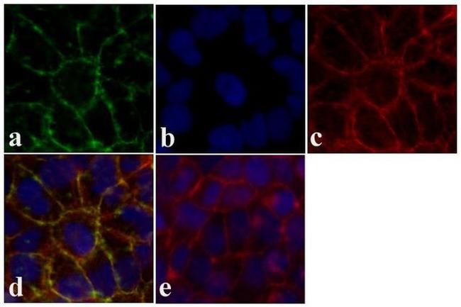 Claudin 12 Antibody in Immunocytochemistry (ICC/IF)