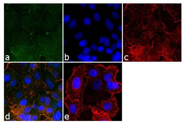 ZO-2 Antibody in Immunocytochemistry (ICC/IF)