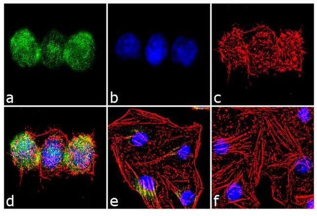 Aurora C Antibody in Immunocytochemistry (ICC/IF)