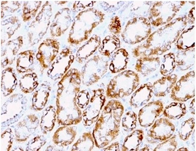 Laminin, gamma 1 (LAMC1) Antibody in Immunohistochemistry (Paraffin) (IHC (P))