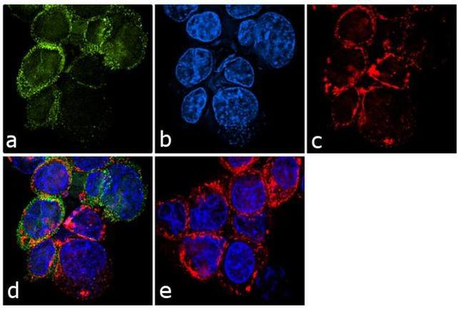 BNIP3L Antibody in Immunocytochemistry (ICC/IF)