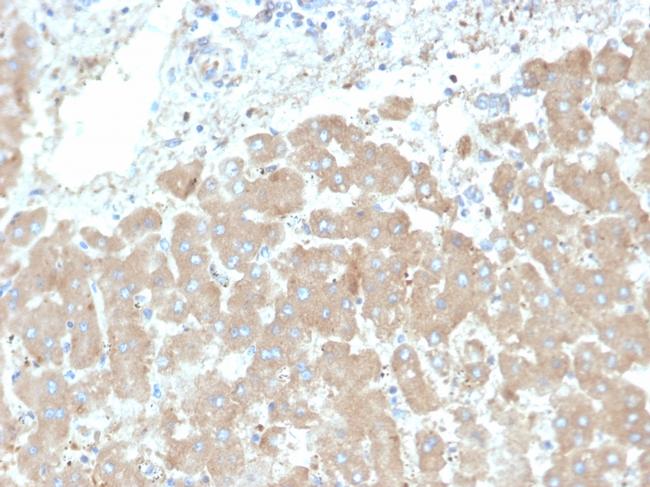 Leptin Receptor (LEPR)/Ob-R/CD295 Antibody in Immunohistochemistry (Paraffin) (IHC (P))