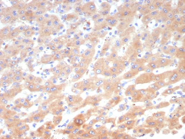 Leptin Receptor (LEPR)/Ob-R/CD295 Antibody in Immunohistochemistry (Paraffin) (IHC (P))