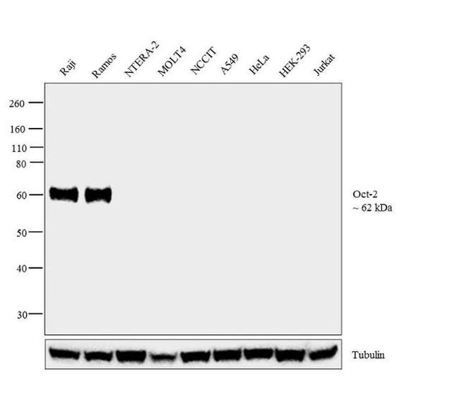 Oct-2 Antibody in Western Blot (WB)