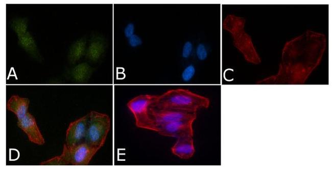 SMAD5 Antibody in Immunocytochemistry (ICC/IF)