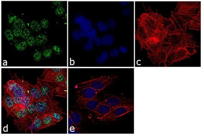 MST3 Antibody in Immunocytochemistry (ICC/IF)