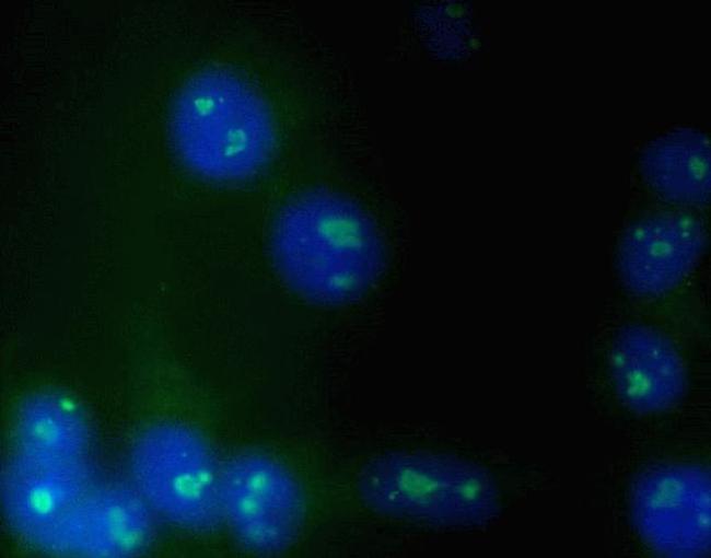 Nucleolin Antibody in Immunocytochemistry (ICC/IF)