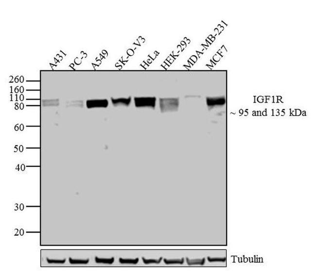 IGF1R beta Antibody in Western Blot (WB)