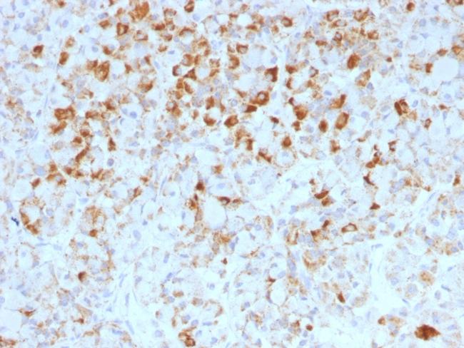 LH-beta (Luteinizing Hormone-beta) Antibody in Immunohistochemistry (Paraffin) (IHC (P))