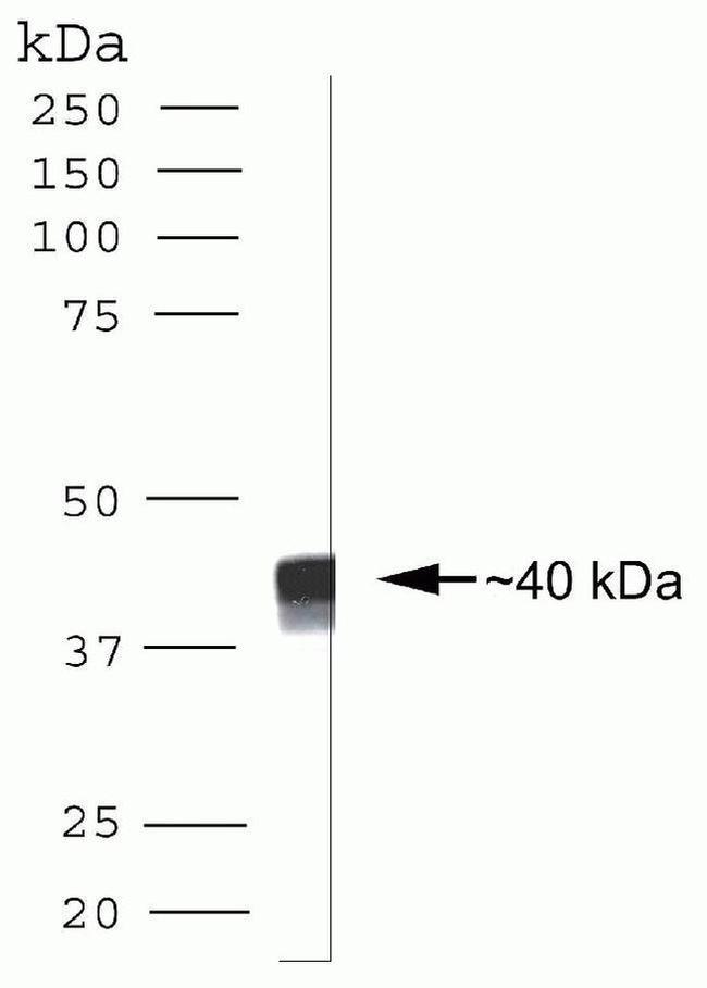 CDX2 Antibody in Western Blot (WB)