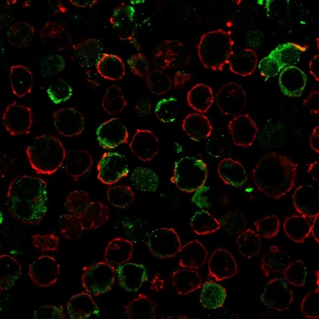 LMO2 Antibody in Immunocytochemistry (ICC/IF)