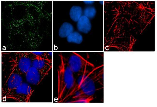 PDE4B Antibody in Immunocytochemistry (ICC/IF)