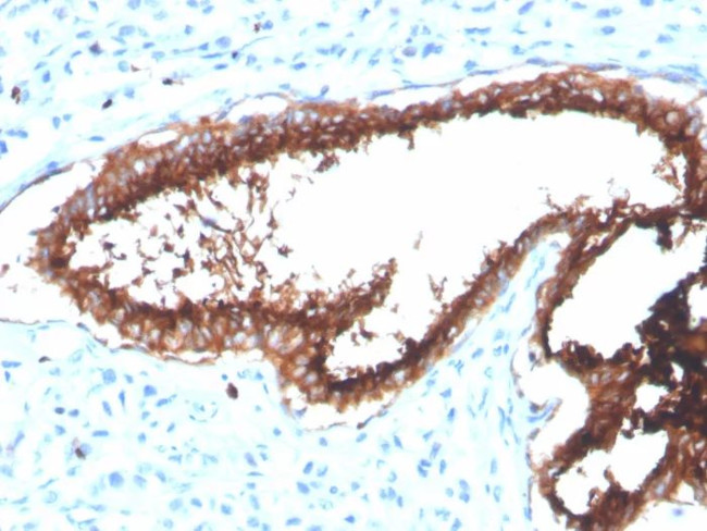 Lactotransferrin/Lactoferrin/LTF Antibody in Immunohistochemistry (Paraffin) (IHC (P))