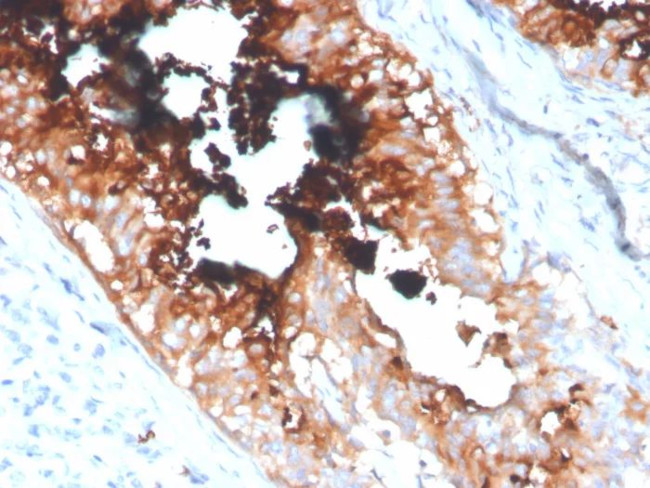 Lactotransferrin/Lactoferrin/LTF Antibody in Immunohistochemistry (Paraffin) (IHC (P))