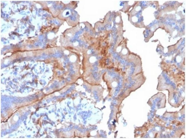 CD205/LY75/DEC-205 Antibody in Immunohistochemistry (Paraffin) (IHC (P))