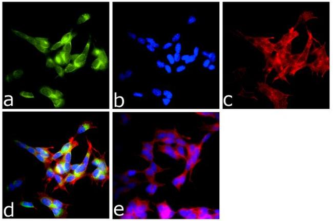 DISC1 Antibody in Immunocytochemistry (ICC/IF)