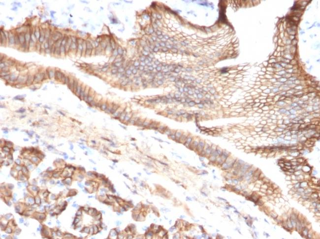 TACSTD2/TROP2 Antibody in Immunohistochemistry (Paraffin) (IHC (P))