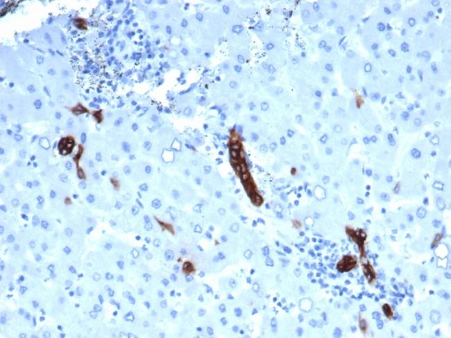 TACSTD2/TROP2 (Epithelial Marker) Antibody in Immunohistochemistry (Paraffin) (IHC (P))