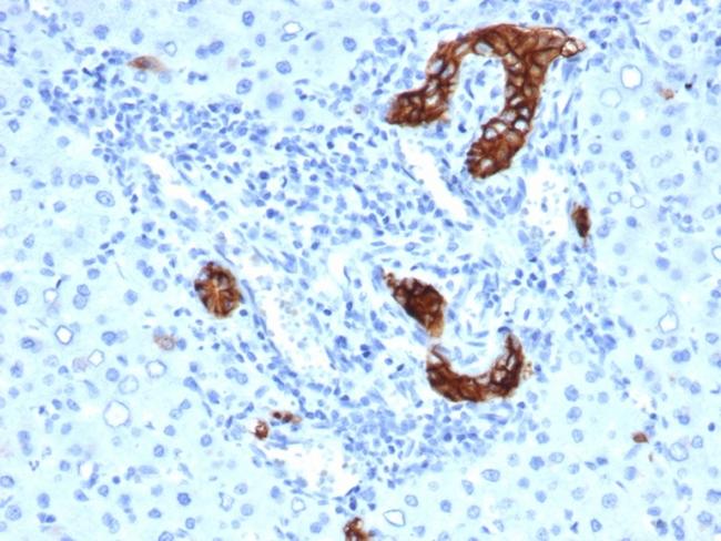 TACSTD2/TROP2 (Epithelial Marker) Antibody in Immunohistochemistry (Paraffin) (IHC (P))