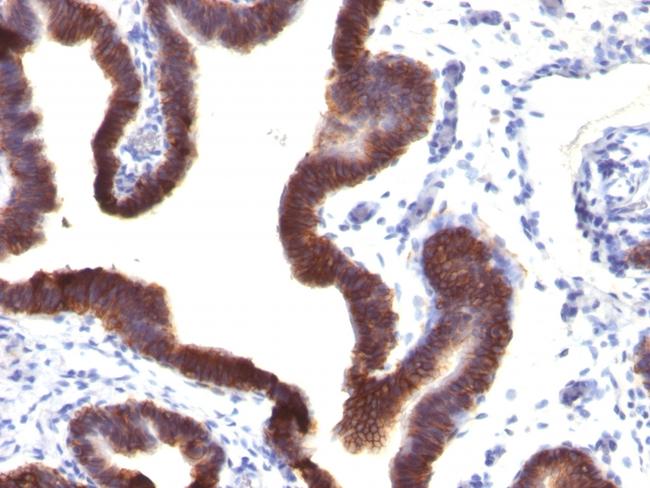 Ep-CAM/CD326 (Extracellular Domain) (Epithelial Marker) Antibody in Immunohistochemistry (Paraffin) (IHC (P))