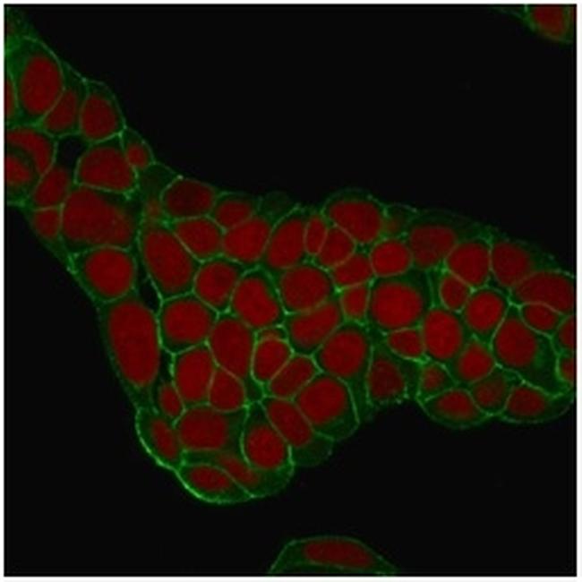 Ep-CAM/CD326 (Extracellular Domain) (Epithelial Marker) Antibody in Immunocytochemistry (ICC/IF)