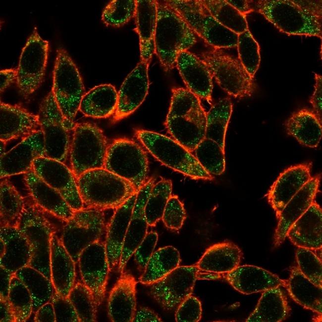 SMAD3 Antibody in Immunocytochemistry (ICC/IF)